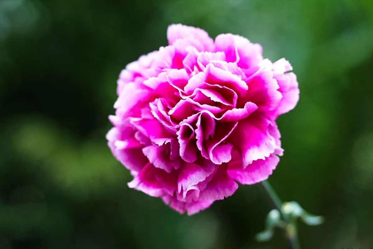 Learn About The Carnation: Basics, Types, Growth & Care， Value and More