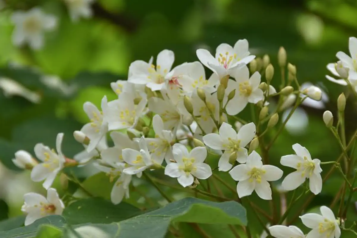 Saiba mais sobre a Firmiana Danxiaensis: Noções básicas, tipos, crescimento e cuidados, valor e muito mais