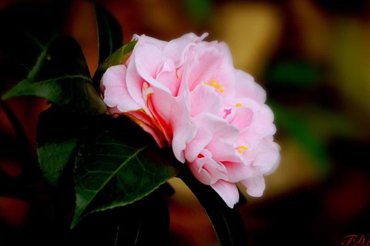 Learn About the Camellia: Basics, Types, Growth & Care, Value and More