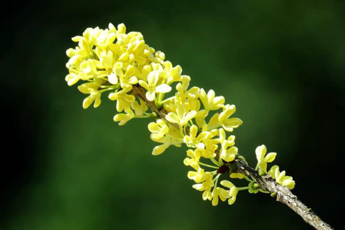 Learn About the Osmanthus: Basics, Types, Growth & Care, Value and More