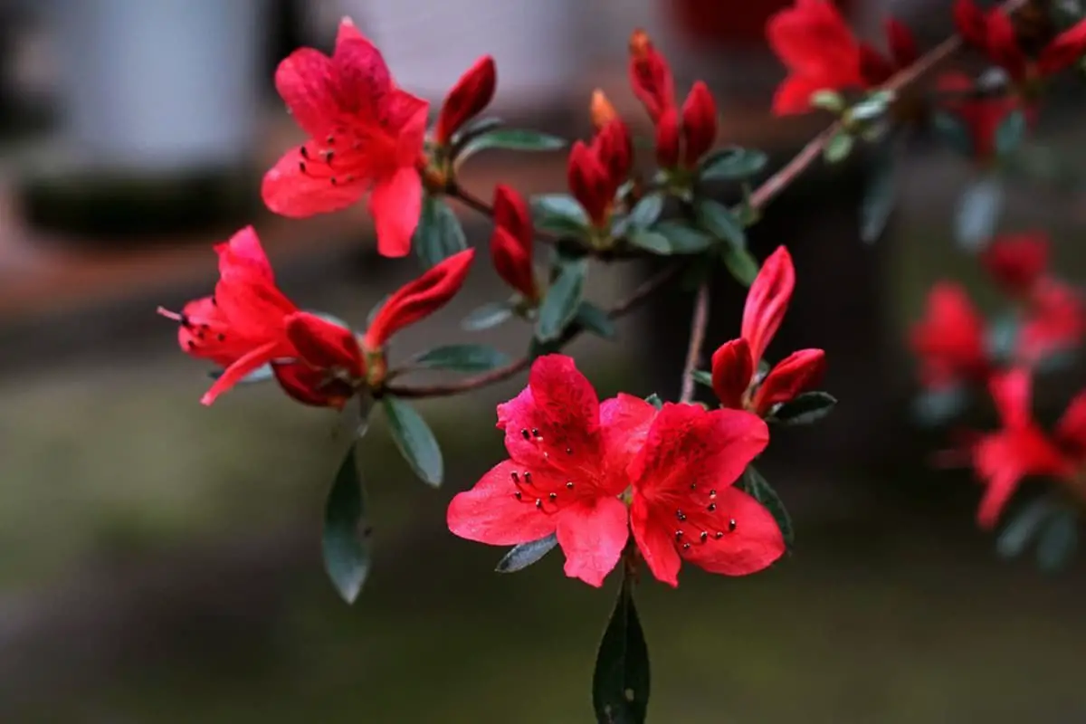 Learn About the Rhododendron: Basics, Types, Growth & Care, Value and More