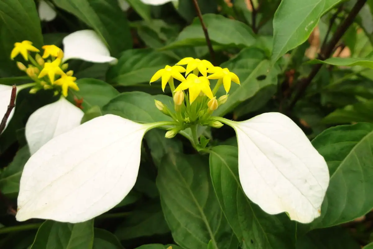 Learn About the Mussaenda Shikokiana Makino: Basics, Types, Growth & Care, Value and More