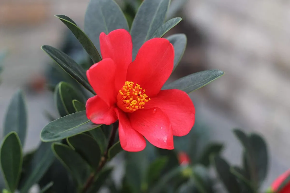 Learn About the Camellia Azalea: Basics, Types, Growth & Care, Value and More