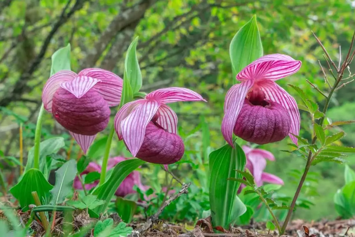 Learn About the Cypripedium Lichiangense: Basics, Types, Growth & Care and More