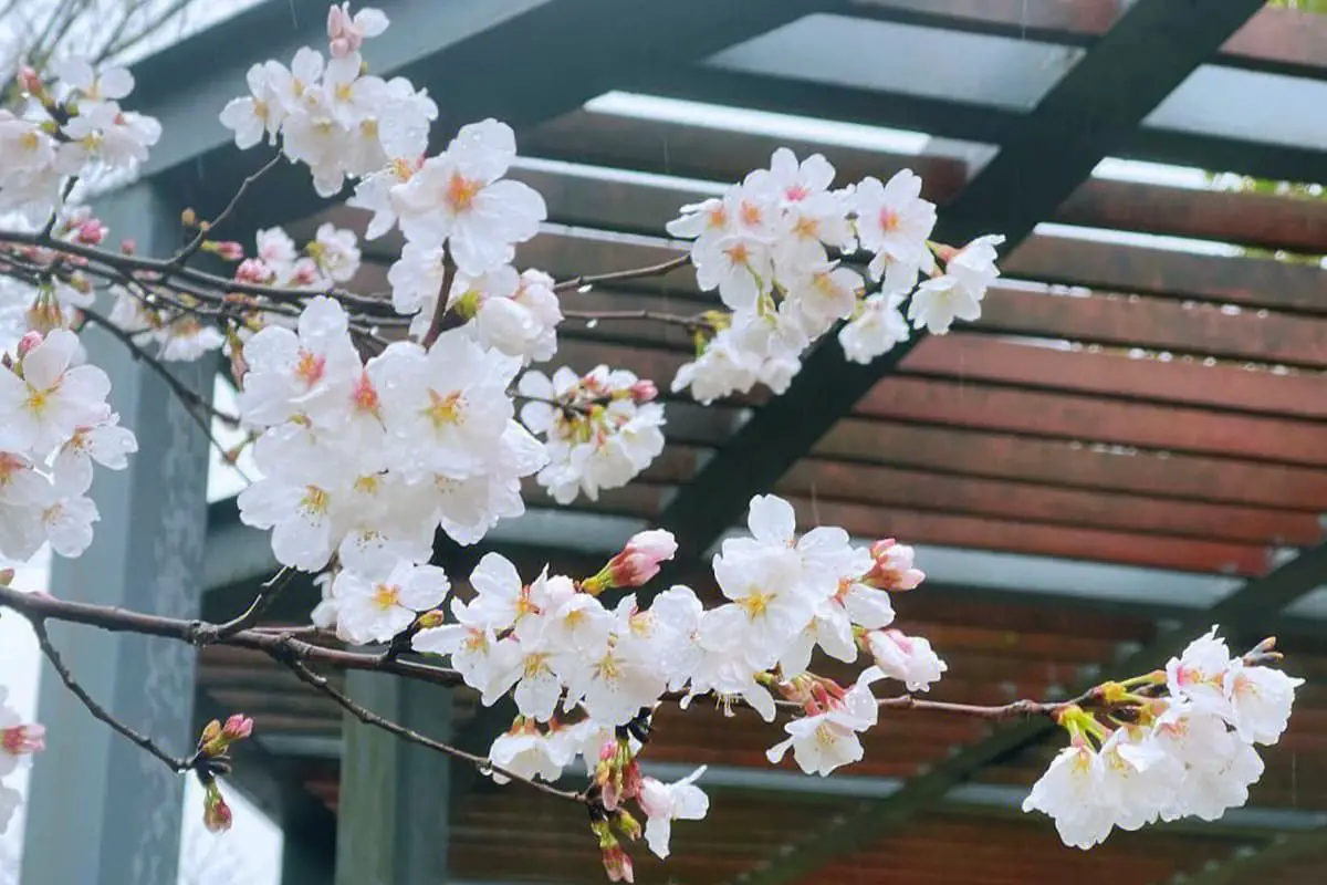 Saiba mais sobre a cerejeira em flor: Noções básicas, tipos, crescimento e cuidados, valor e muito mais