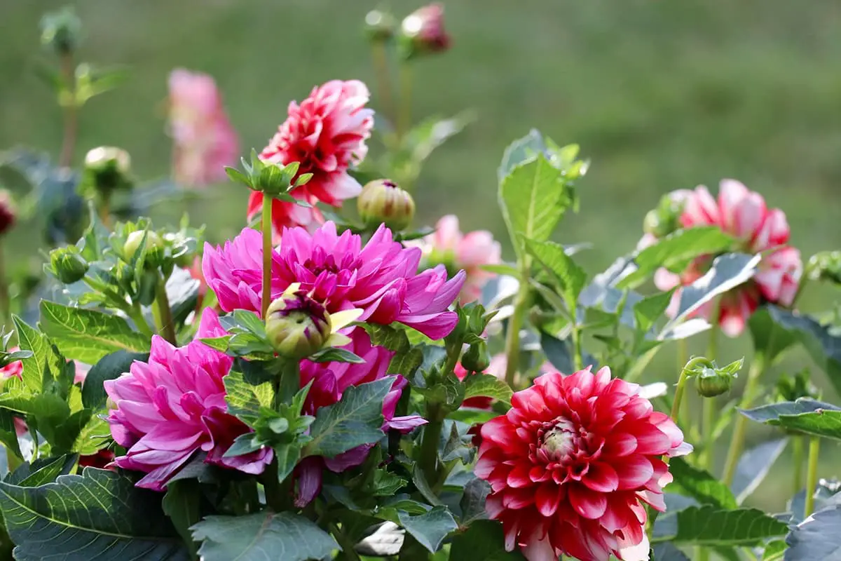 Learn About The Dahlia Pinnata: Basics, Types, Growth & Care， Value and More