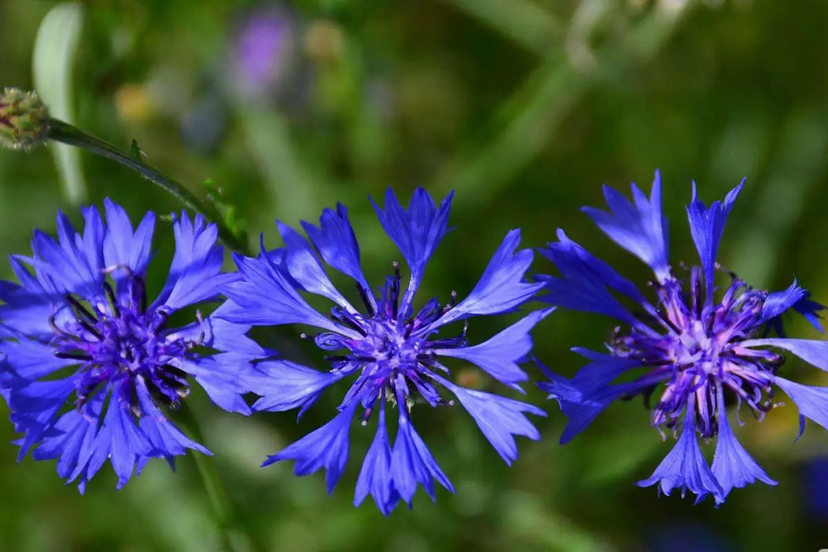 Learn About The Blue Cornflower: Basics, Types, Growth & Care， Value and More