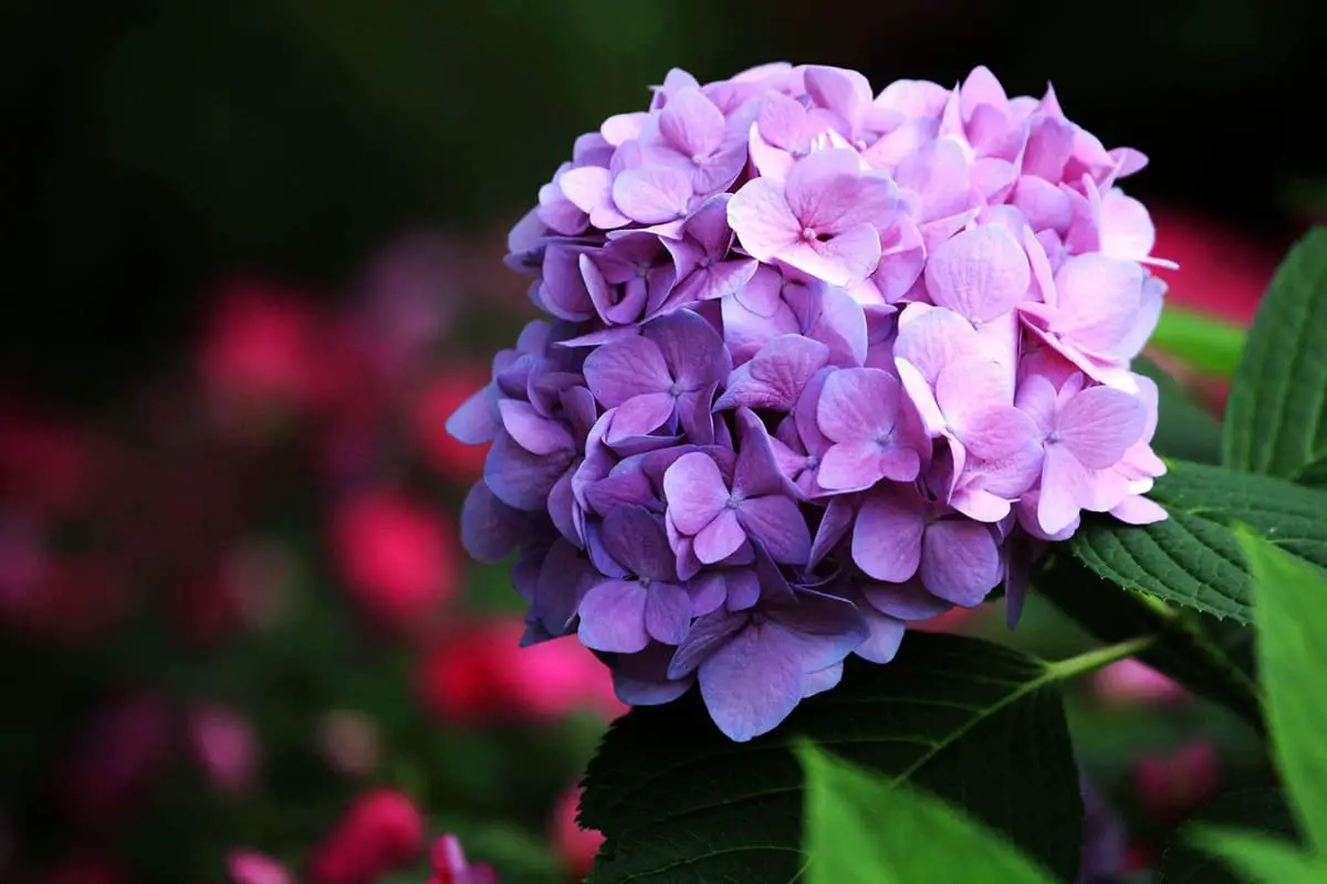 Saiba mais sobre a Hydrangea Macrophylla: noções básicas, tipos, crescimento e cuidados, valor e muito mais