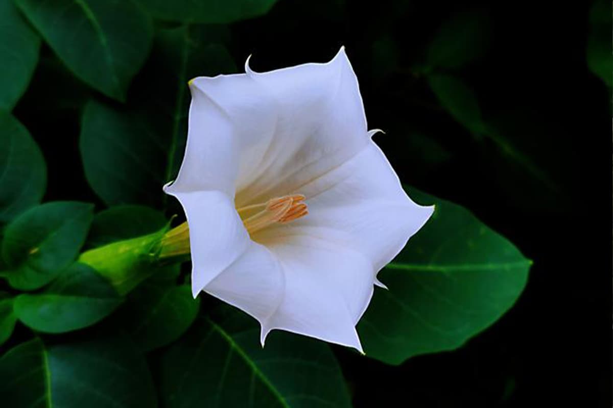 Learn About The Datura Stramonium: Basics, Types, Growth & Care，Value and More