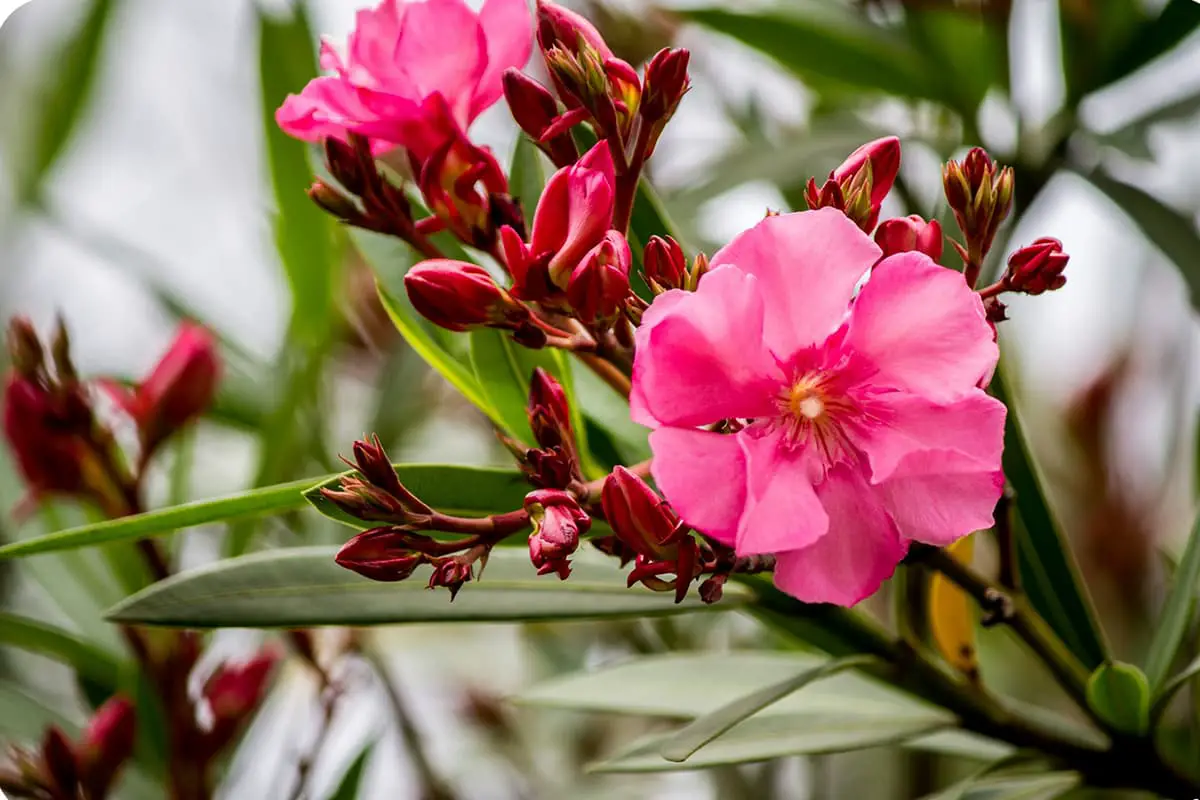 Learn About The Nerium Oleander: Basics, Types, Growth & Care,Value and More