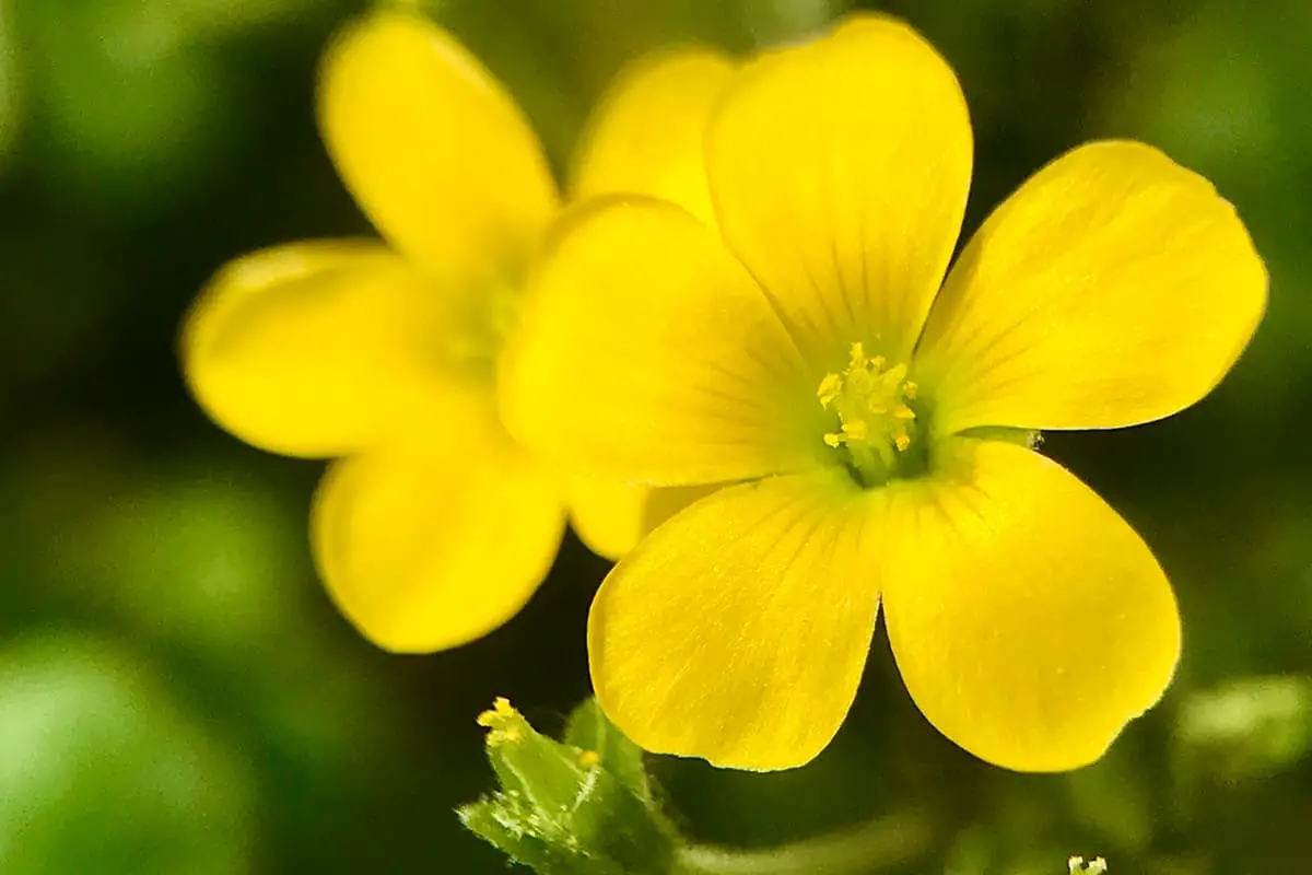 Learn About The Oxalis Corniculata: Basics, Types, Growth & Care，Value and More