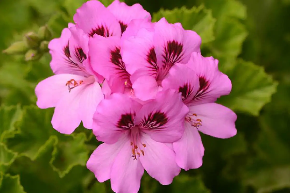 Learn About The Pelargonium Hortorum Bailey: Basics, Types, Growth & Care，Value and More