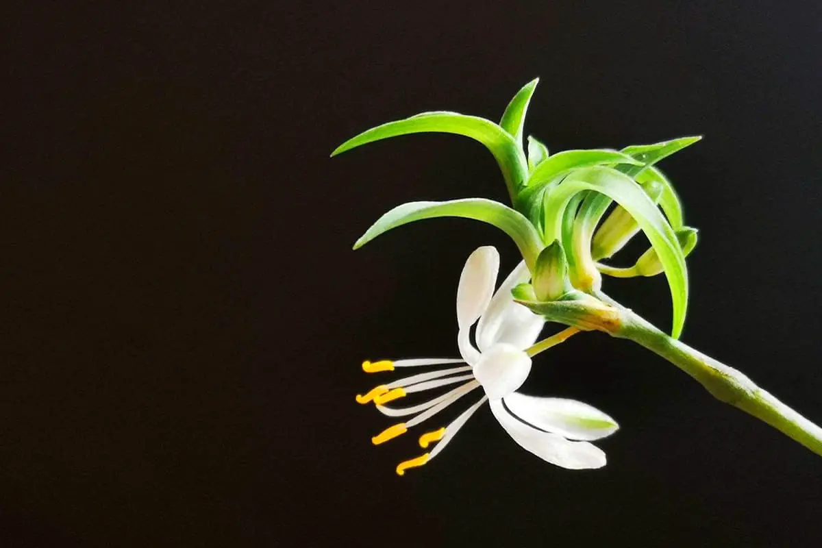 Leer meer over Chlorophytum Comosum: basis, soorten, groei en verzorging, waarde en meer