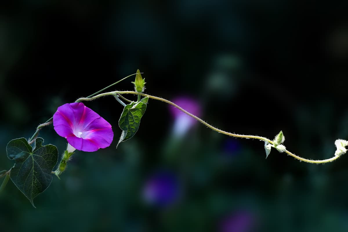 Erfahren Sie mehr über die Ipomoea Nil: Grundlagen, Arten, Wachstum & Pflege，Wert und mehr