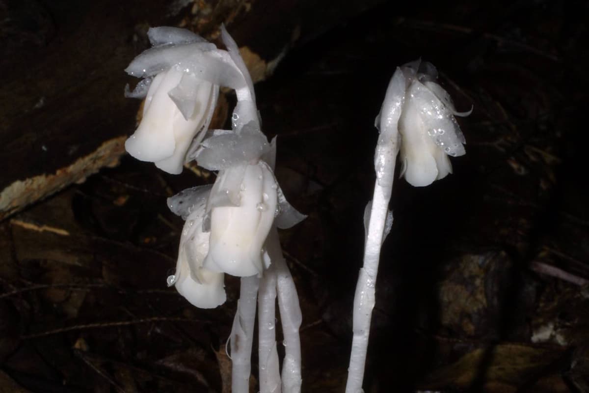 Learn About The Monotropa Uniflora Linn: Basics, Types, Growth & Care，Value and More
