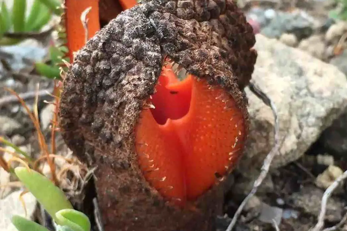 Learn About The Hydnora Africana: Basics, Types, Growth & Care,Value and More