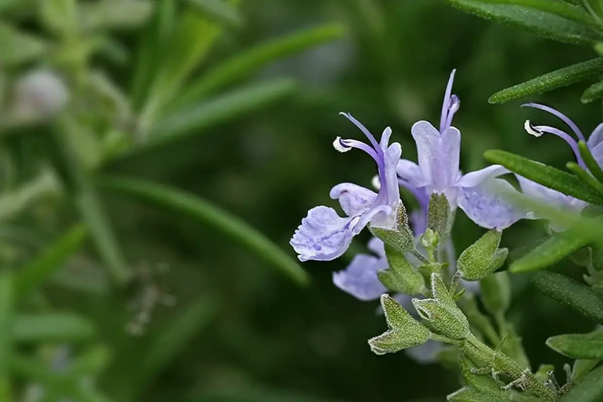 Learn About The Rosmarinus Officinalis: Basics, Types, Growth & Care，Value and More