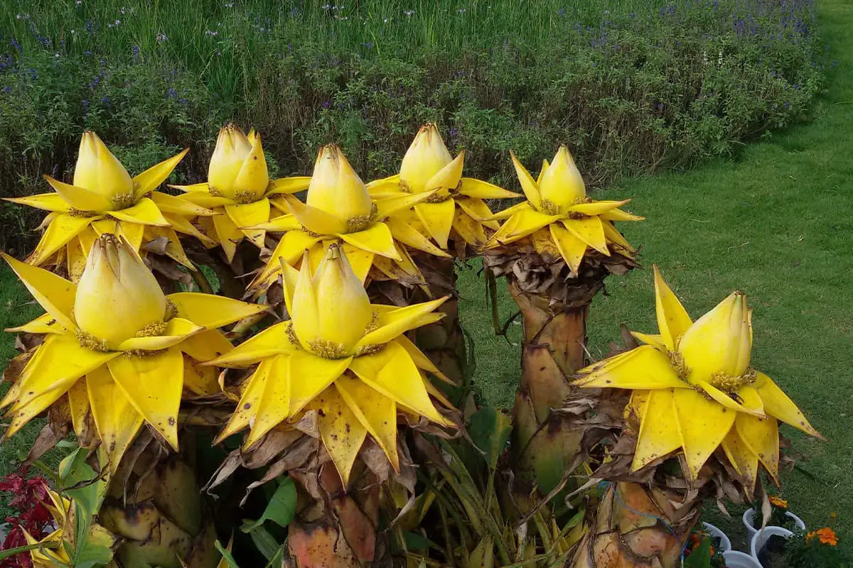 Learn About The Musella Lasiocarpa: Basics, Types, Growth & Care，Value and More