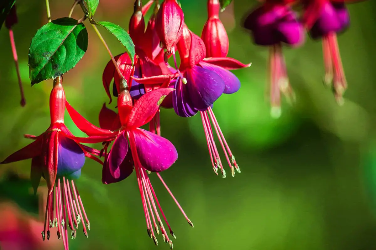 Scopri la Fuchsia Hybrida: nozioni di base, tipi, crescita e cura, valore e molto altro ancora.