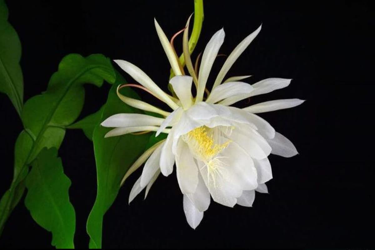 En savoir plus sur l'Epiphyllum Oxypetalum : Notions de base, types, croissance et entretien,Valeur et plus encore