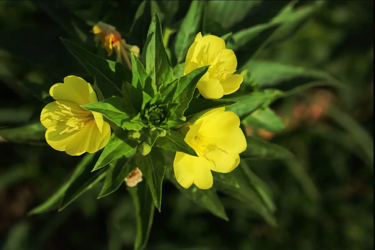 Pelajari Tentang Evening Primrose: Dasar-dasar, Jenis, Pertumbuhan & Perawatan, Nilai dan Lainnya