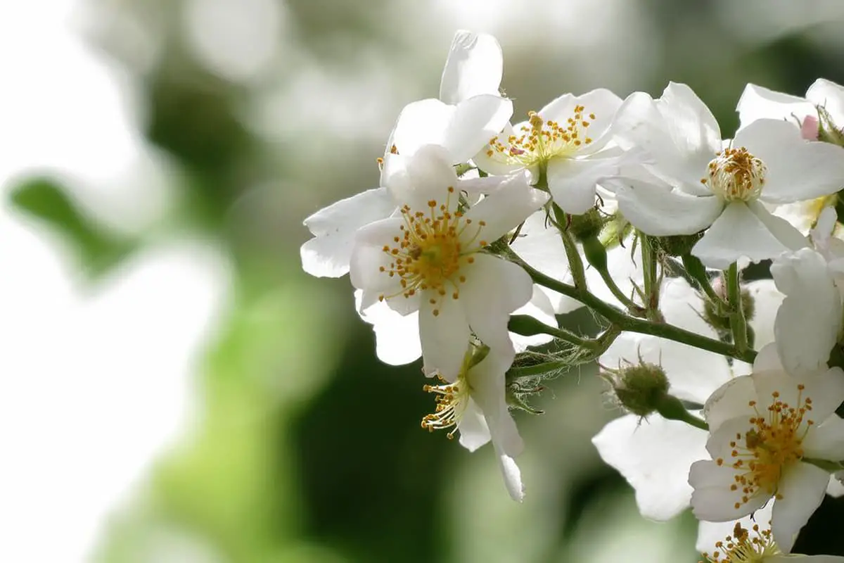 Erfahren Sie mehr über die Teamille: Grundlagen, Arten, Wachstum und Pflege, Wert und mehr