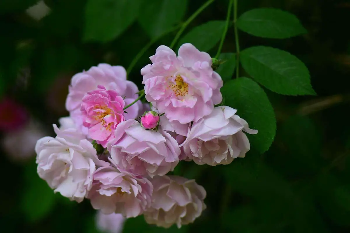 Meer informatie over de multifloraroos: Grondbeginselen, groei en verzorging, waarde