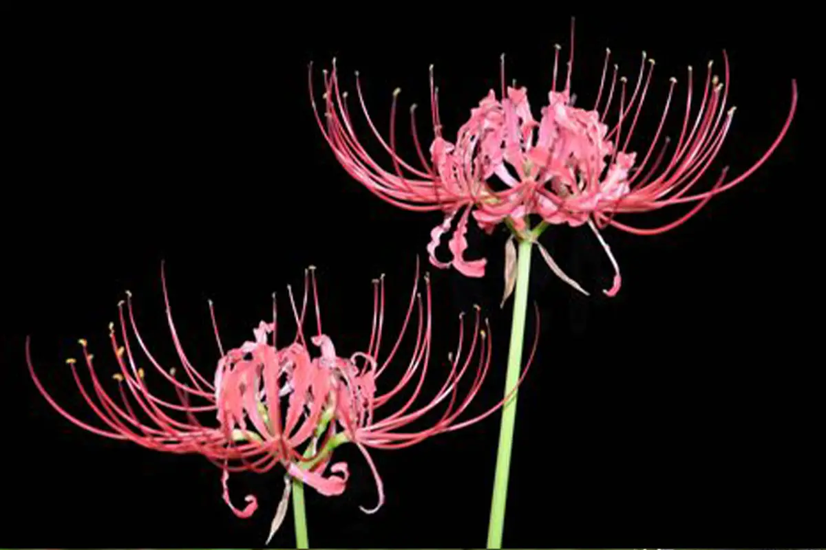 Learn About The Lycoris: Basics, Types, Growth & Care,Value and More
