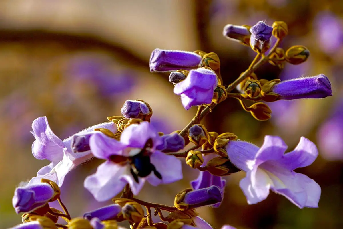 Saiba mais sobre a Firmiana Danxiaensis: Noções básicas, tipos, crescimento e cuidados, valor e muito mais