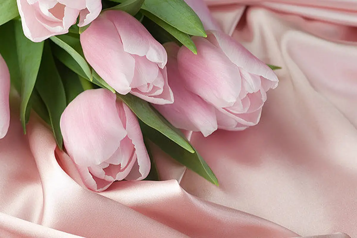 Learn About The Tulipa Gesneriana: Basics, Types, Growth & Care, Value and More