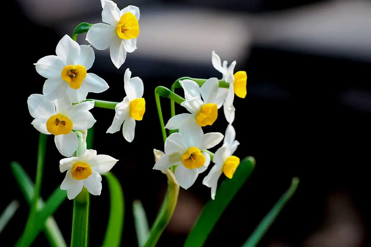Learn About the Daffodil: Basics, Types, Growth & Care, Value and More