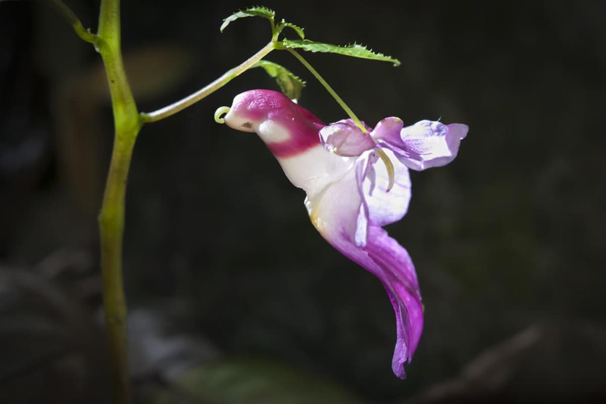 Learn About the Parrot Flower: Basics, Types, Growth & Care, Value and More