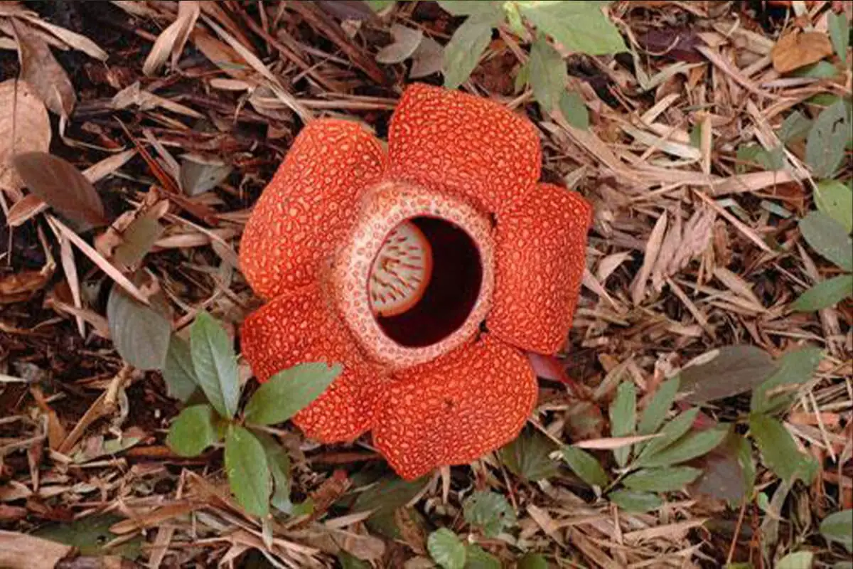 Informazioni sul fiore del cadavere: nozioni di base, tipi, crescita e cura, valore e altro ancora