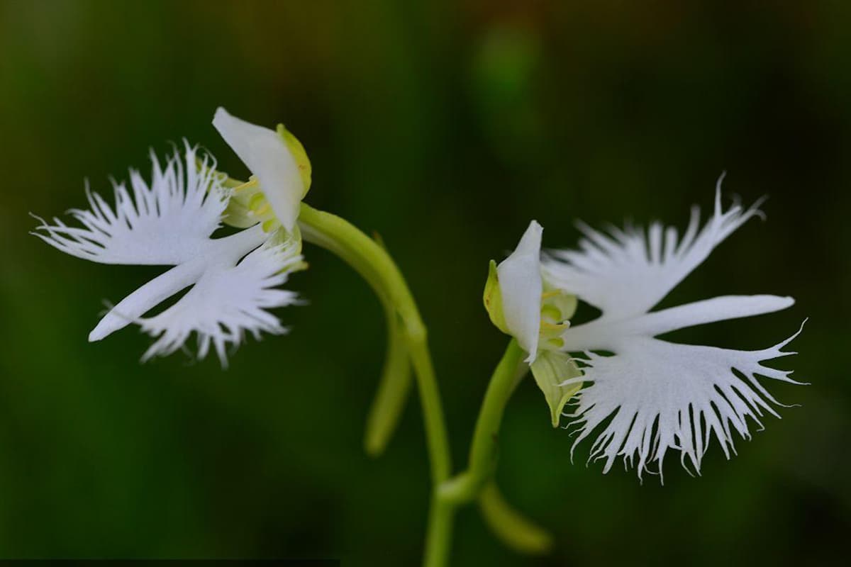 Learn About the Habenaria radiata: Basics, Types, Growth & Care, Value and More