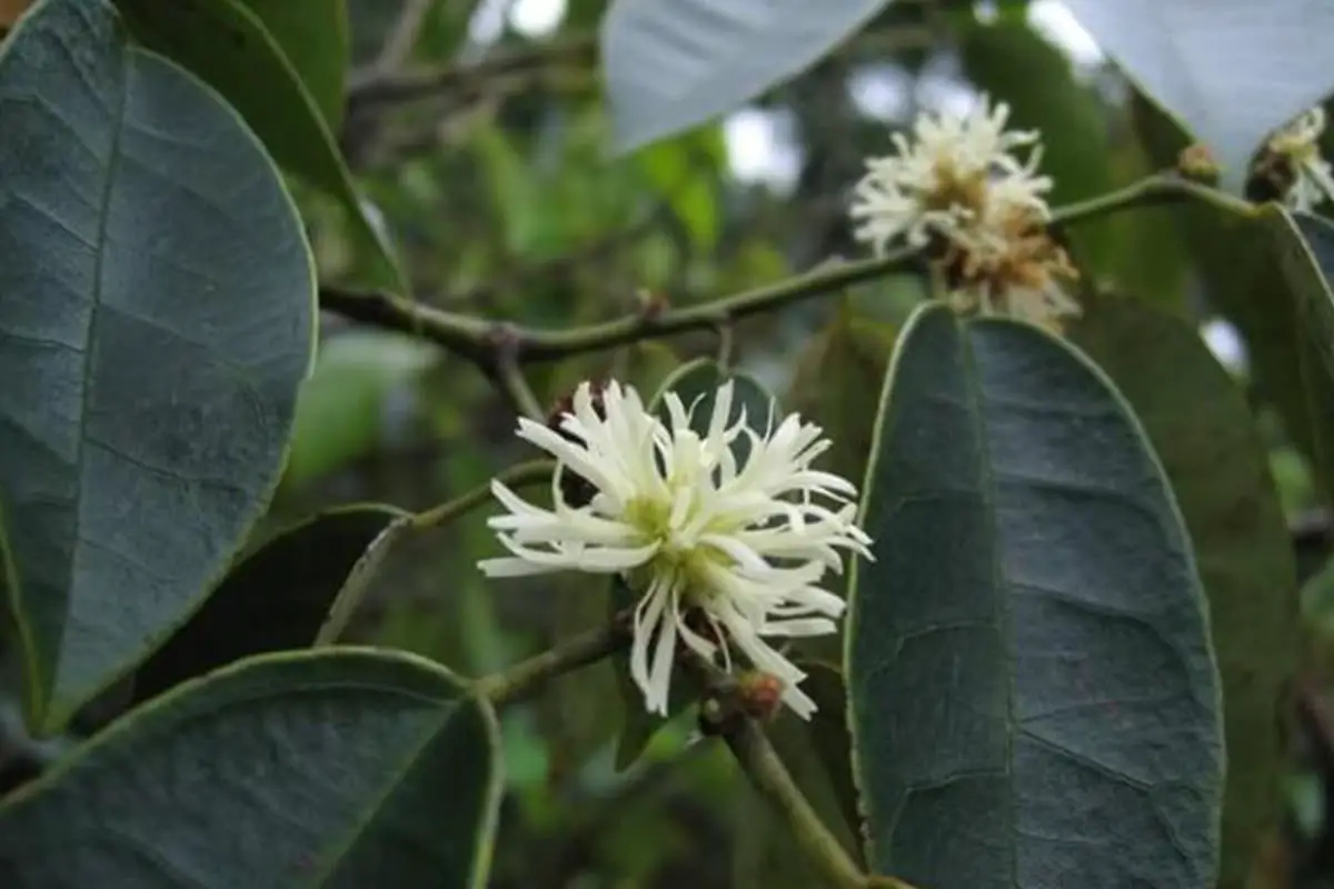 Pelajari Tentang Loropetalum Subcordatum: Dasar-dasar, Jenis, Pertumbuhan & Perawatan, Nilai, dan Lainnya