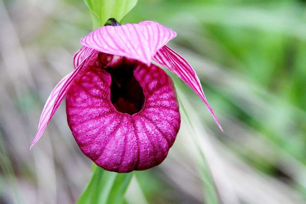 Learn About the Cypripedium Lichiangense: Basics, Types, Growth & Care and More