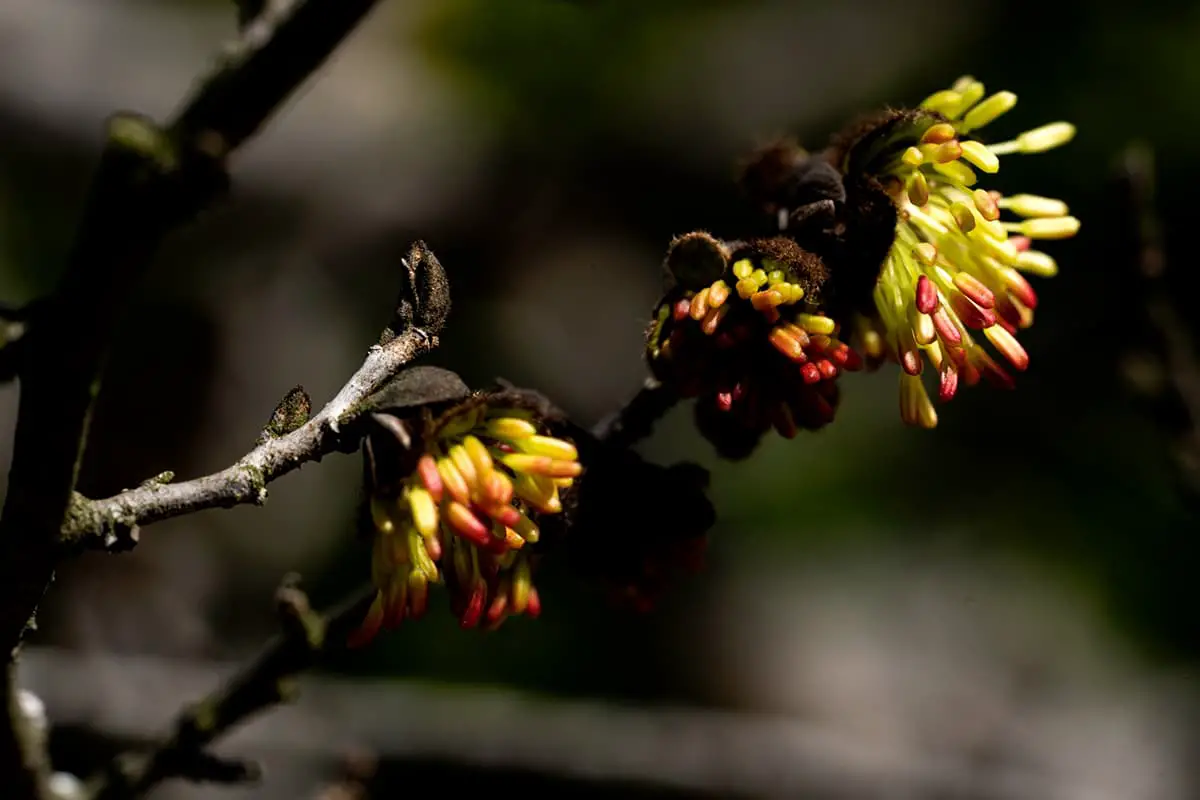 Learn About the Shaniodendron Subaequale: Basics, Types, Growth & Care and More