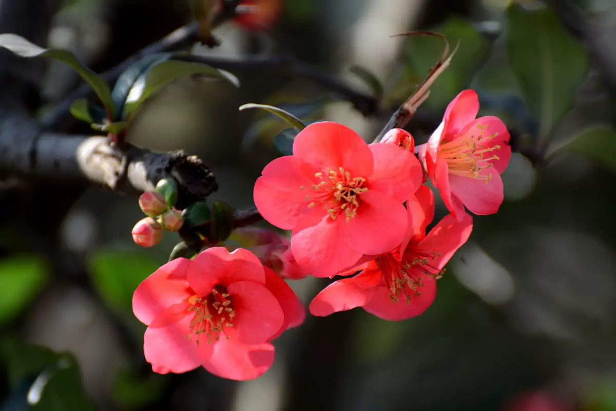 Learn About the Malus spectabilis: Basics, Types, Growth & Care， Value and More