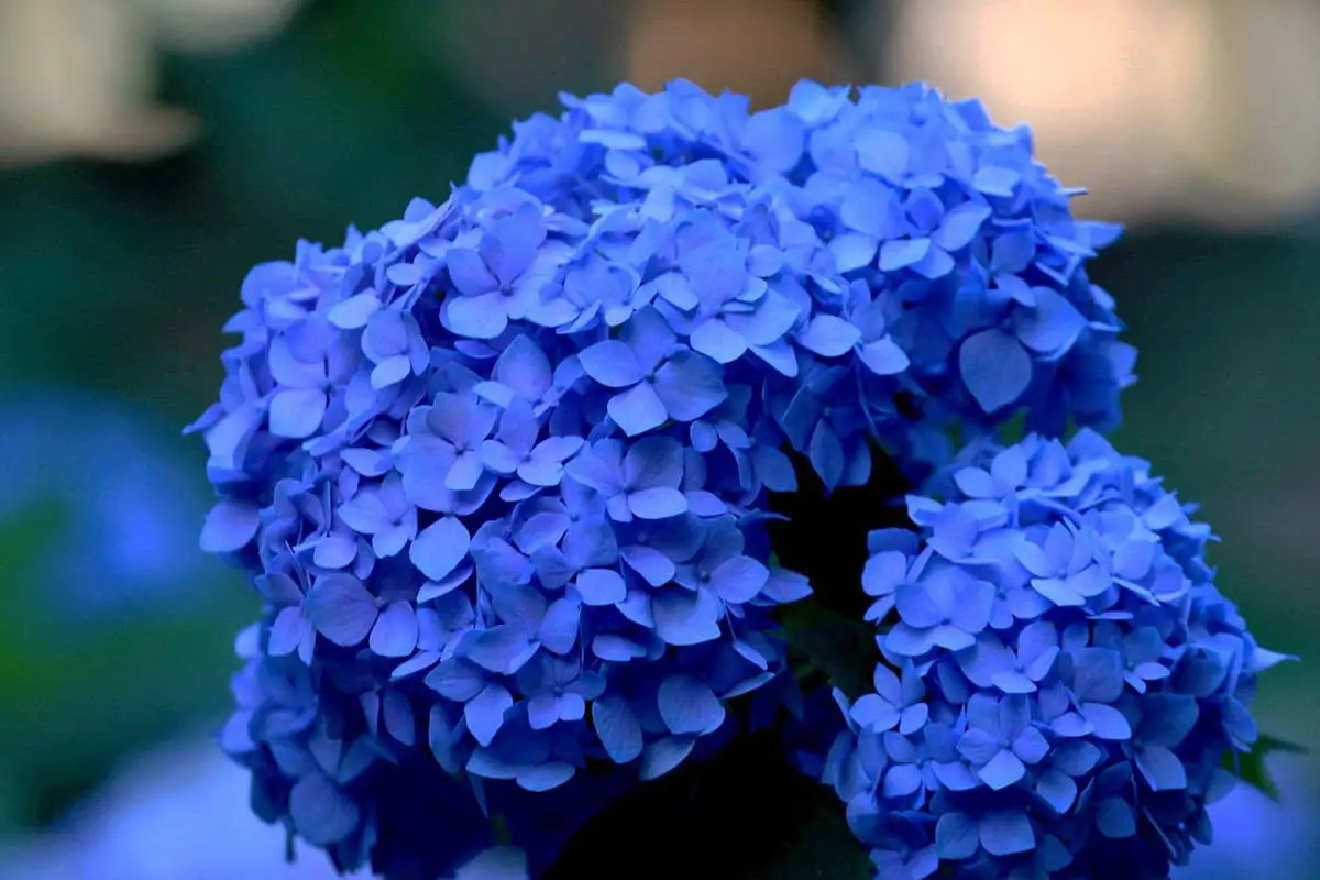 Saiba mais sobre a Hydrangea Macrophylla: noções básicas, tipos, crescimento e cuidados, valor e muito mais