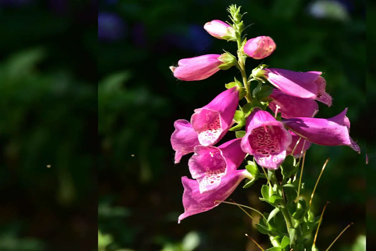 Découvrez la Digitalis Purpurea : Notions de base, types, croissance et entretien,Valeur et plus encore