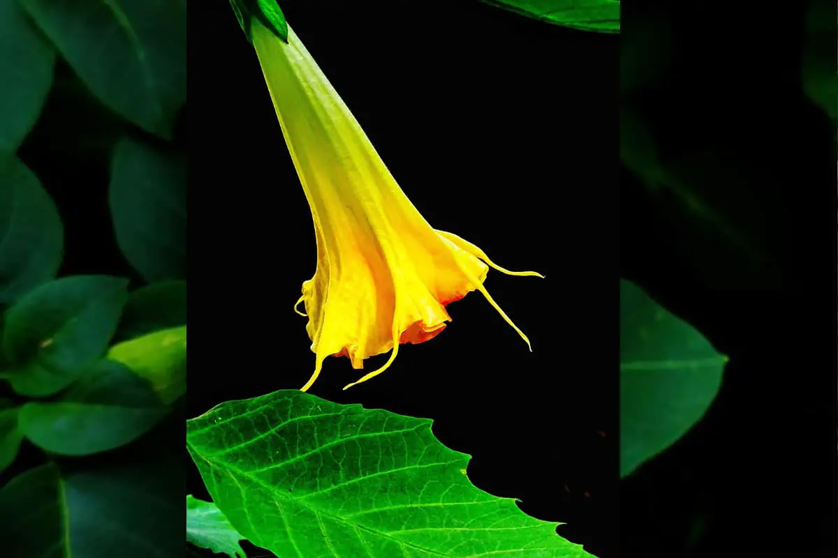 Learn About The Datura Stramonium: Basics, Types, Growth & Care，Value and More