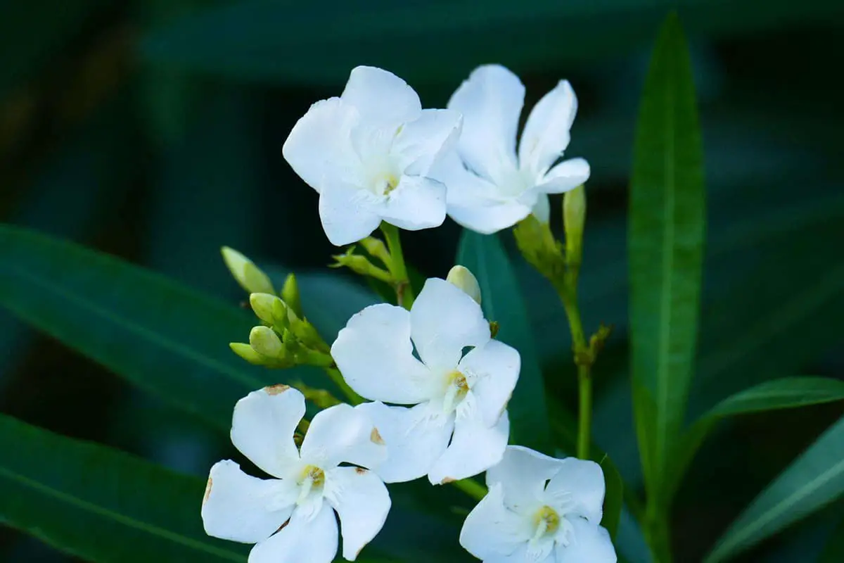 Learn About The Nerium Oleander: Basics, Types, Growth & Care,Value and More