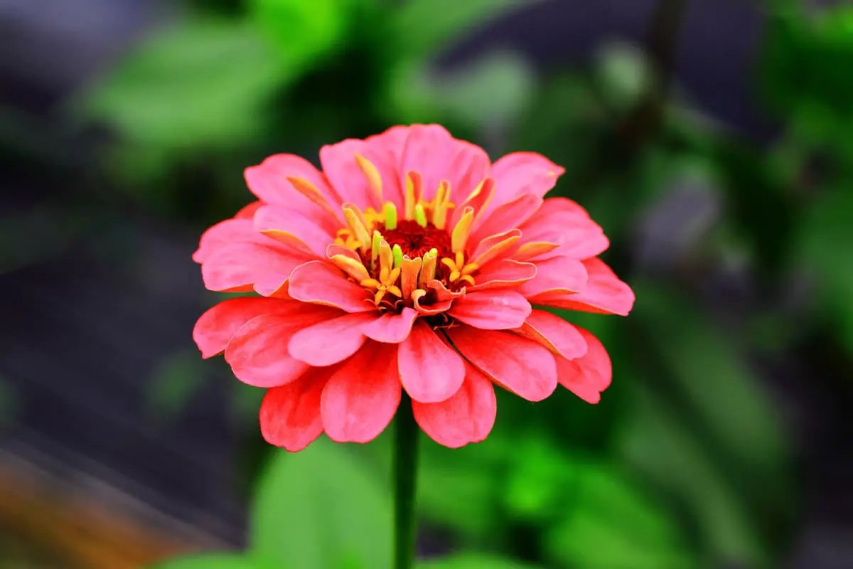 Erfahren Sie mehr über die Sonnenblume: Grundlagen, Arten, Wachstum und Pflege, Wert und mehr