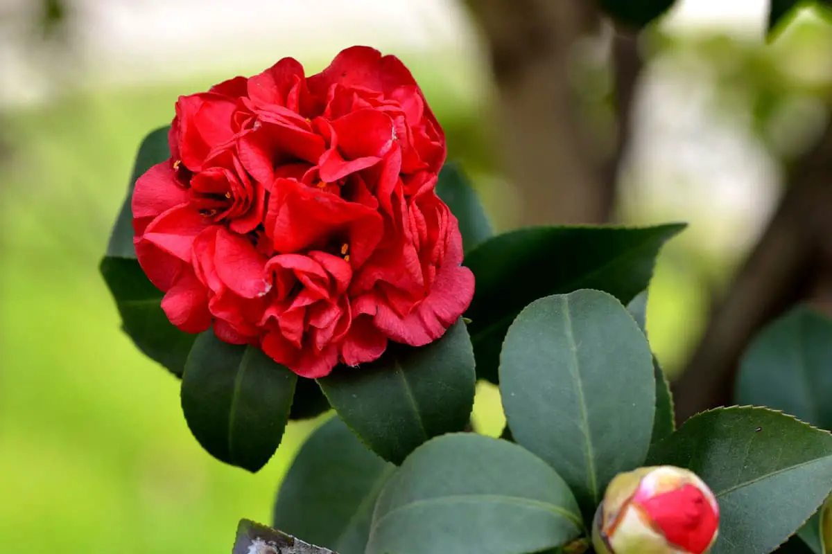 Learn About the Camellia: Basics, Types, Growth & Care, Value and More