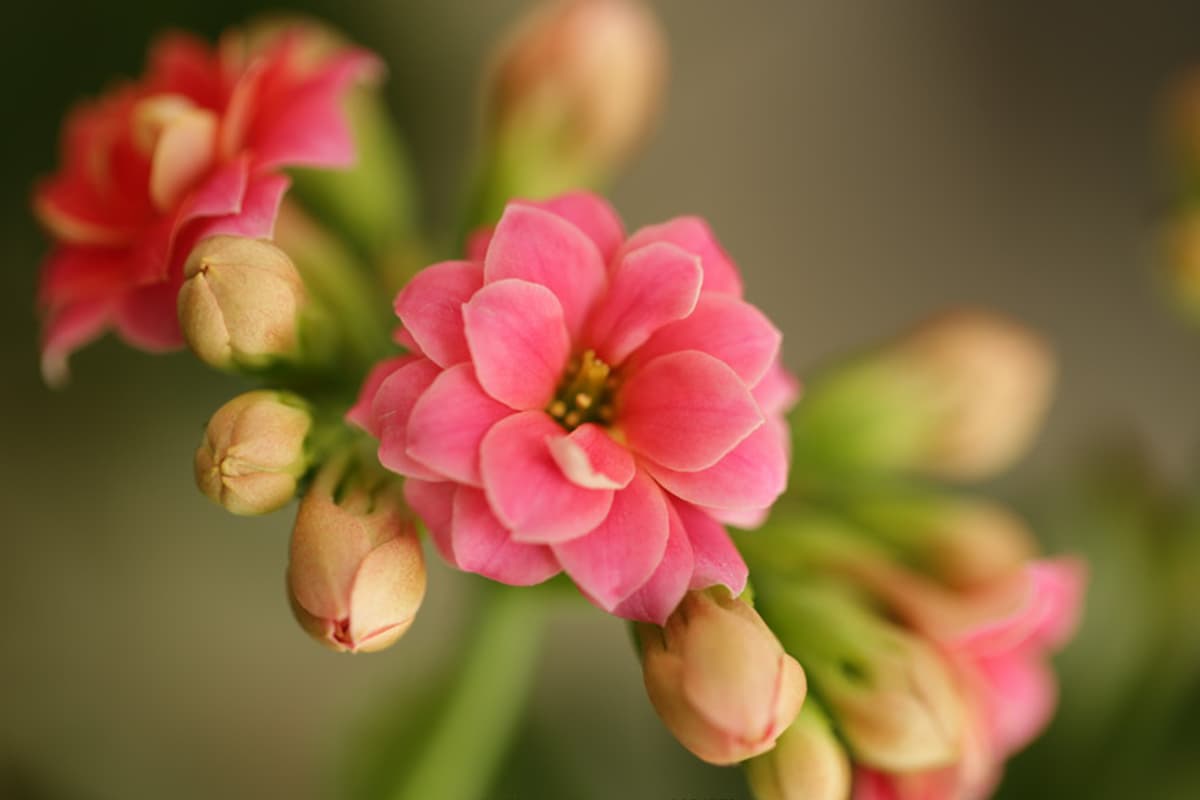 Learn About The Winter Pot Kalanchoe: Basics, Types, Growth & Care，Value and More