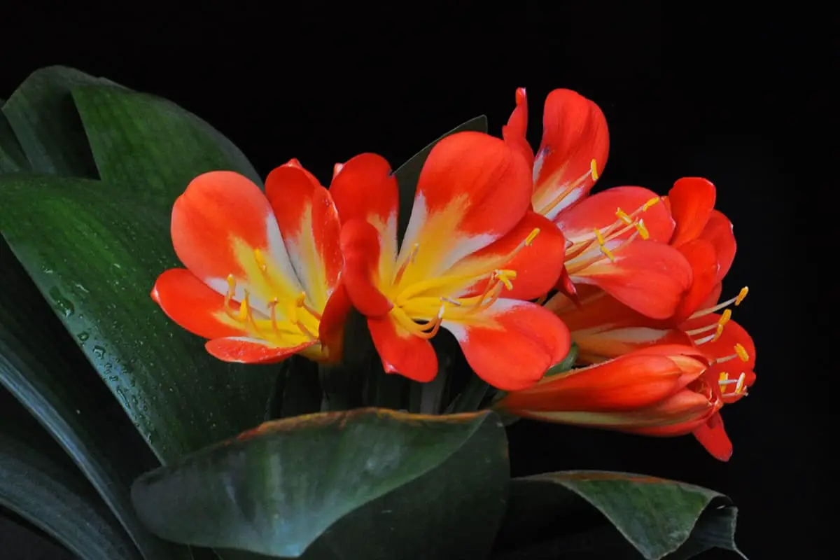 Learn About The Clivia Miniata: Basics, Types, Growth & Care，Value and More