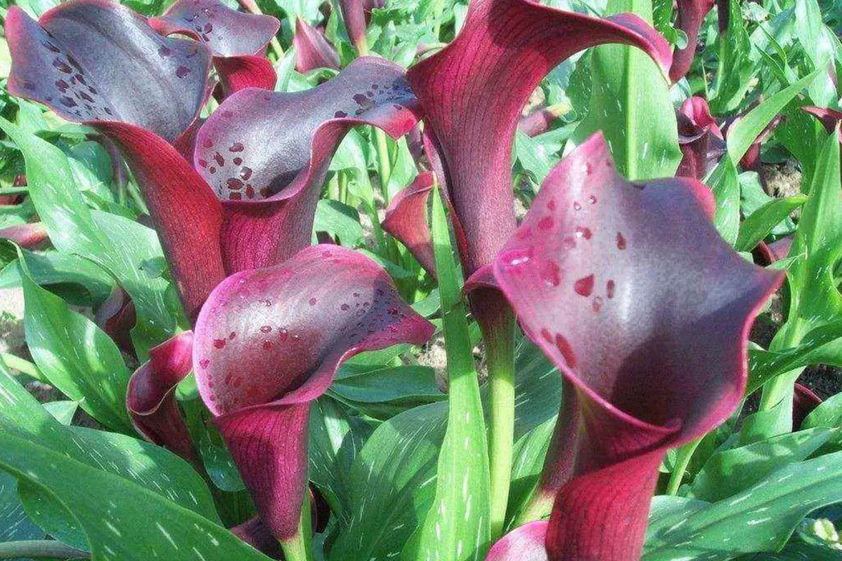 Learn About The Helicodiceros Muscivorus: Basics, Types, Growth & Care，Value and More