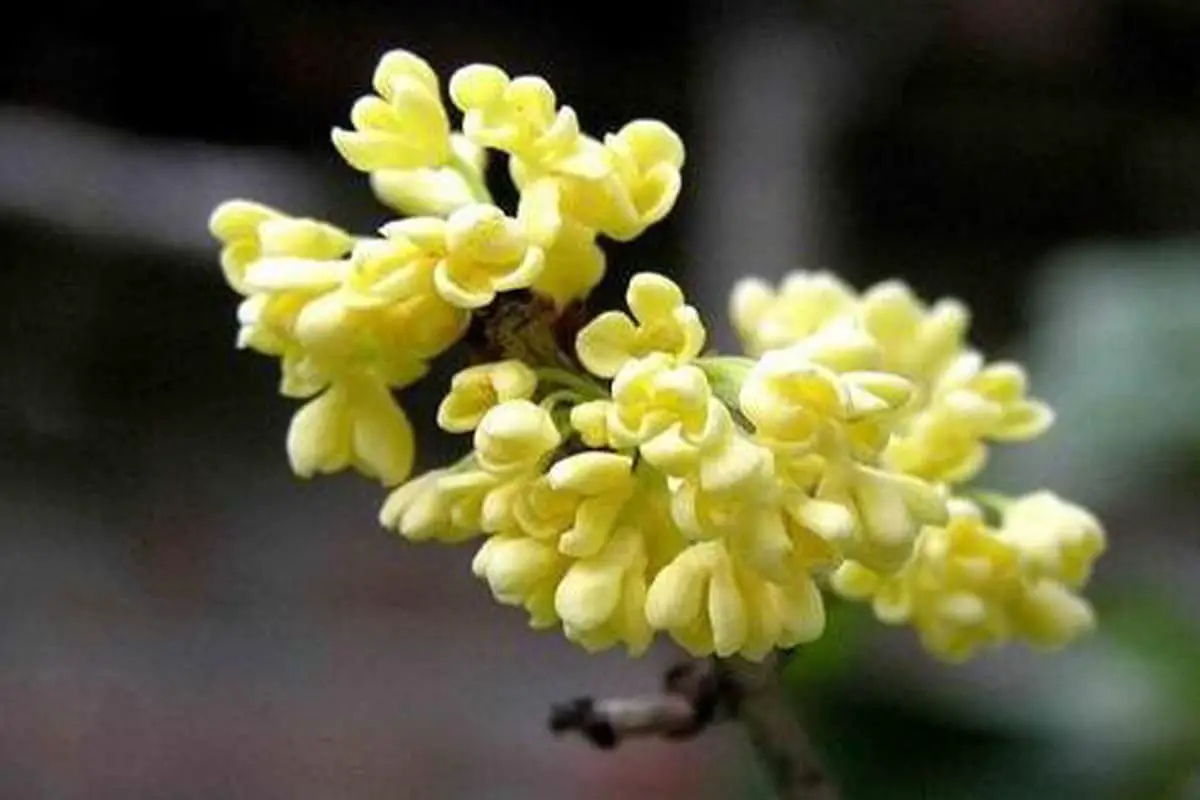 Learn About the Osmanthus: Basics, Types, Growth & Care, Value and More