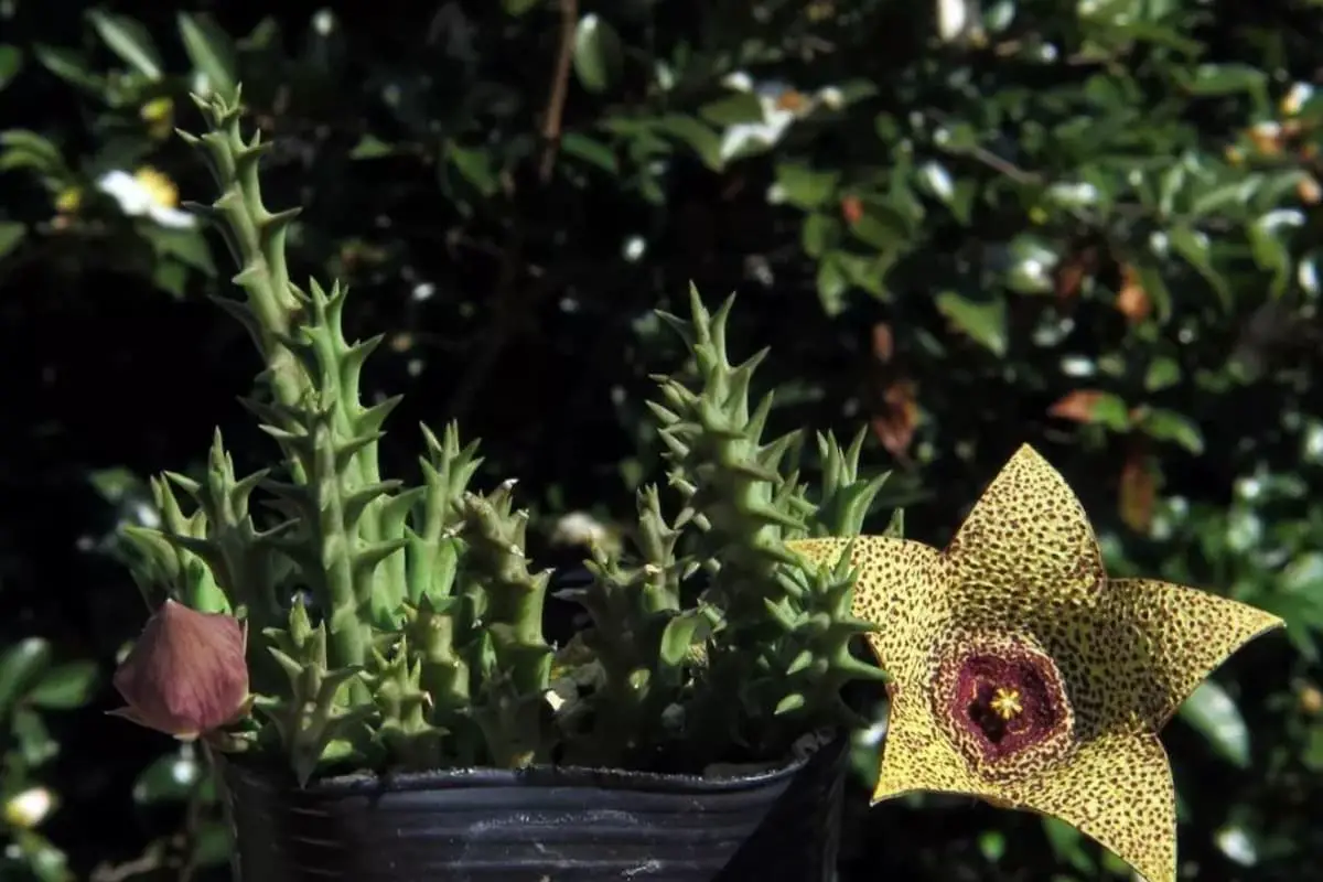 Learn About The Stapelia Gigantea: Basics, Types, Growth & Care，Value and More