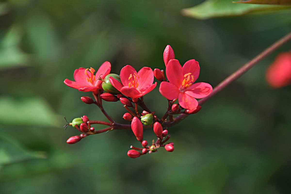 Erfahren Sie mehr über die Jatropha Integerrima: Grundlagen, Arten, Wachstum & Pflege, Wert und mehr